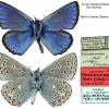 polyommatus eros tshetverikovi type1